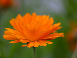 Close-up of a blooming orange marigold blossom