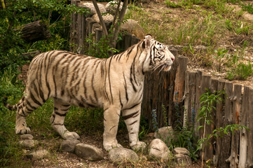 White young siberian tiger closeup in zoo garden