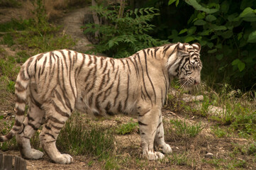 White young siberian tiger closeup in zoo garden