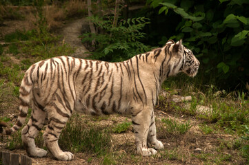 Fototapeta premium White young siberian tiger closeup in zoo garden