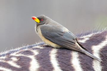 yellow billed oxpecker