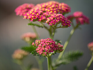 Close-up of pink yarrow blossoms with blurry background