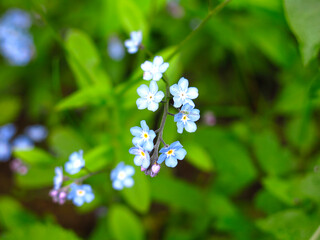 forget-me-not blooms in spring with small blue flowers