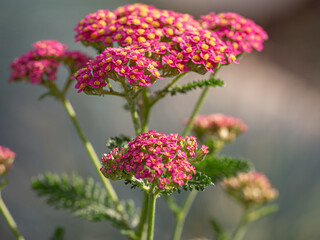 Close-up of pink yarrow blossoms with blurry background © jokuephotography