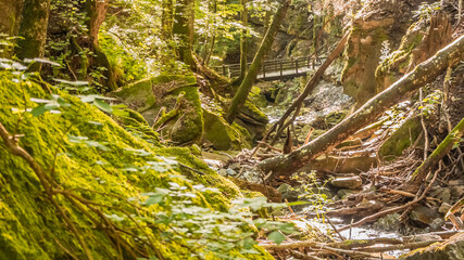 Górski strumień płynący przez przez Park Narodowy Campigna we Włoszech. © Piotr
