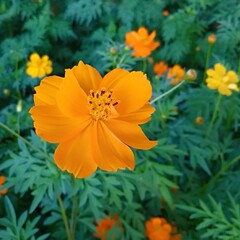 Yellows cosmos flowers blooming in the garden. Closeup cosmos Flowers .
