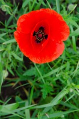 Red poppy flower on a green background about.