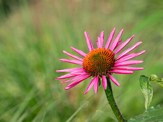 close-up of a pink coneflower (echinacea) with copy space