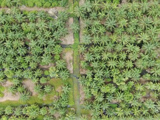 The Palm Oil Estates at Sarawak, the Borneo Island, Malaysia