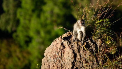 portrait of an animal. wild monkey. Bali. Indonesya