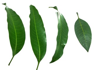 Mango Leaf Stock Photos. This photo is taken i india by vishal singh