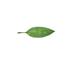 Mango Leaf Stock Photos. This photo is taken i india by vishal singh