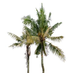 Fototapeta na wymiar Coconut tree, isolated on a white background