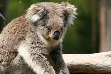Koala in Südaustralien