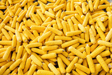 Many sweet corn ears. Yellow corn as vegetable background.