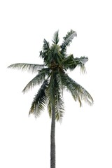 Naklejka na ściany i meble Coconut tree, isolated on a white background