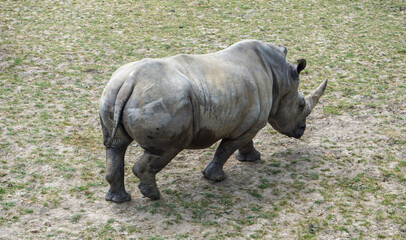 Naklejka premium Rhinocéros