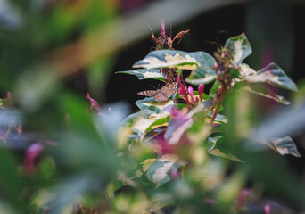 Small Asian butterfly on the tree in the garden.
