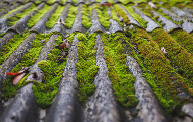 Green moss over the roof of building. © Garn 
