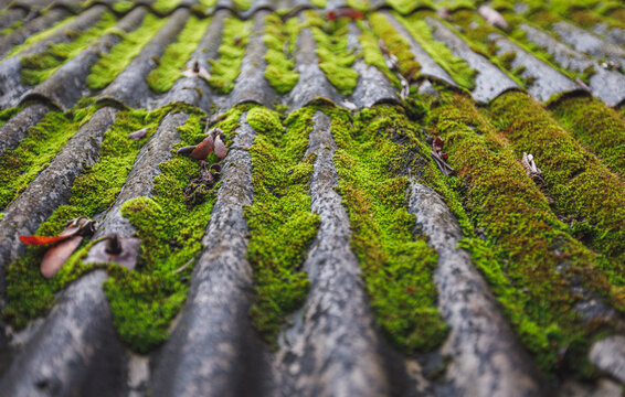 Green moss over the roof of building.