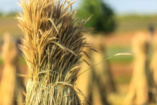 Tall Wheat Field