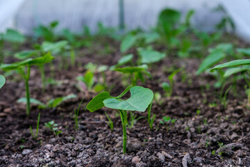Young asparagus bean plants with the first green leaves, sitting on a bed in a greenhouse.