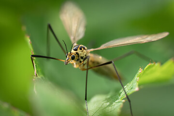 Macro of crane fly seen from the front sitting in a green plant