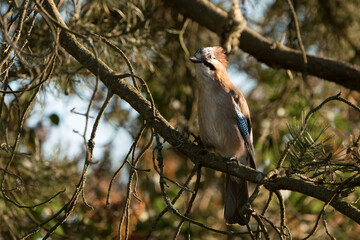 Eurasian jay perched on a branch in a pine tree looking to the left