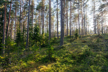 a scenic swedish woodland landscape