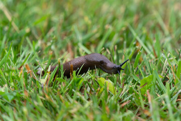 Close up side view of a spanish slug on a grass lawn