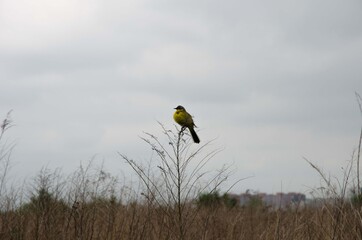 Little yellow bird on a branch in the field