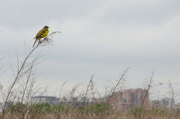 Little yellow bird on a branch in the field
