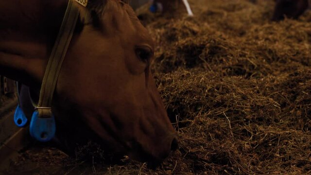Close up of hungry brown and white milk dairy cows indoors inside at a Swedish agro culture farm eating lots of delicious yummy hay grass for dinner in a line on a winters day