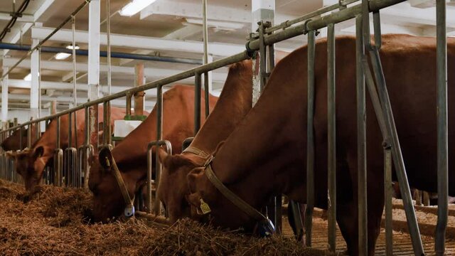 A super happy friendly cute brown dairy milk cow enjoying and eating some delicious yummy tasty grass weed inside of a local milk production farm on a cold winters day farmer