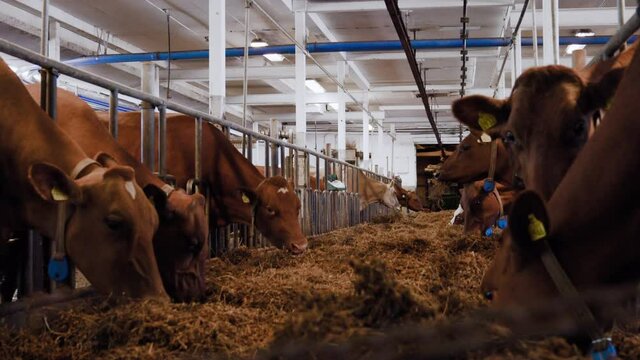 Inside a Swedish milk dairy cow farm with brown female cows standing and eating lots of delicious and yummy hay grass and having a good time on a winters day