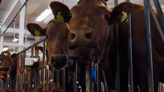 Cute curious brown milk dairy cows are interrupted eating delicious and nutritious hay by the camera looking at them and they try to sniff and investigate if it's food at a local agro culture farm