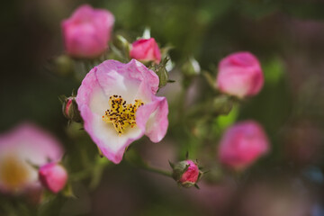 Fototapeta premium Petites roses d'antan 