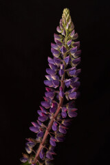 Lupins blooming on a black background