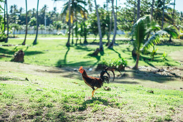 Brown rooster on a background of palm trees in the Dominican Republic