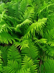 green dense thickets of fern. top view.