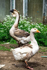 Kholmogory geese - a source of quality meat, fluff, fat and feathers.