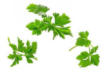 a leaf of fresh parsley isolated on a white background