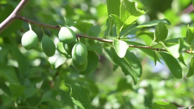  A closeup of unripe plum on a tree branch in a field under the sunlight at daytime