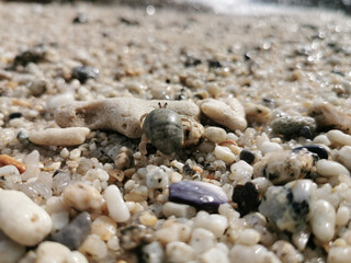 hermit crab on the beach in the day time.