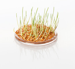young sprouted wheat isolated on a white background