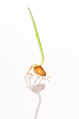 young sprouted wheat isolated on a white background