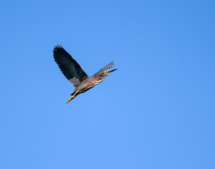 Green Heron in Flight on Blue Sky