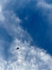 Bird in the sky