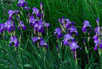 Tender blue irises on a flowerbed in a park in early summer.