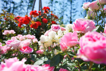 薔薇園